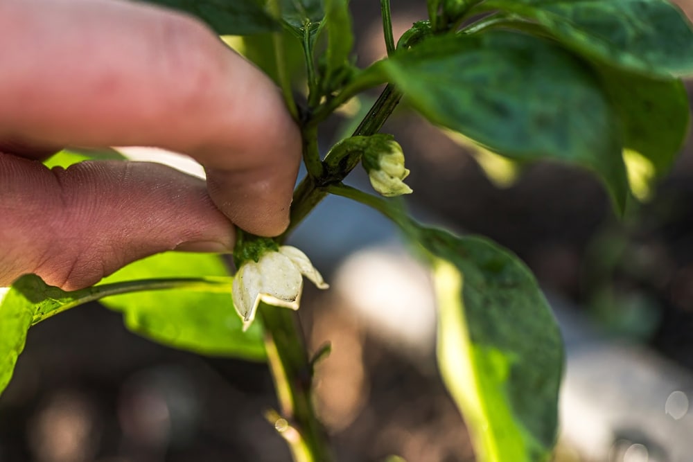 Se till att du gör detta när paprikorna blommar. Frukterna blir stora och fasta