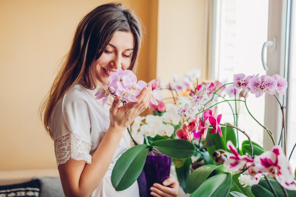 Detta kommer att få orkidén att blomma. Med lite uppmärksamhet kommer din fönsterbräda att förvandlas till ett hav av blommor.